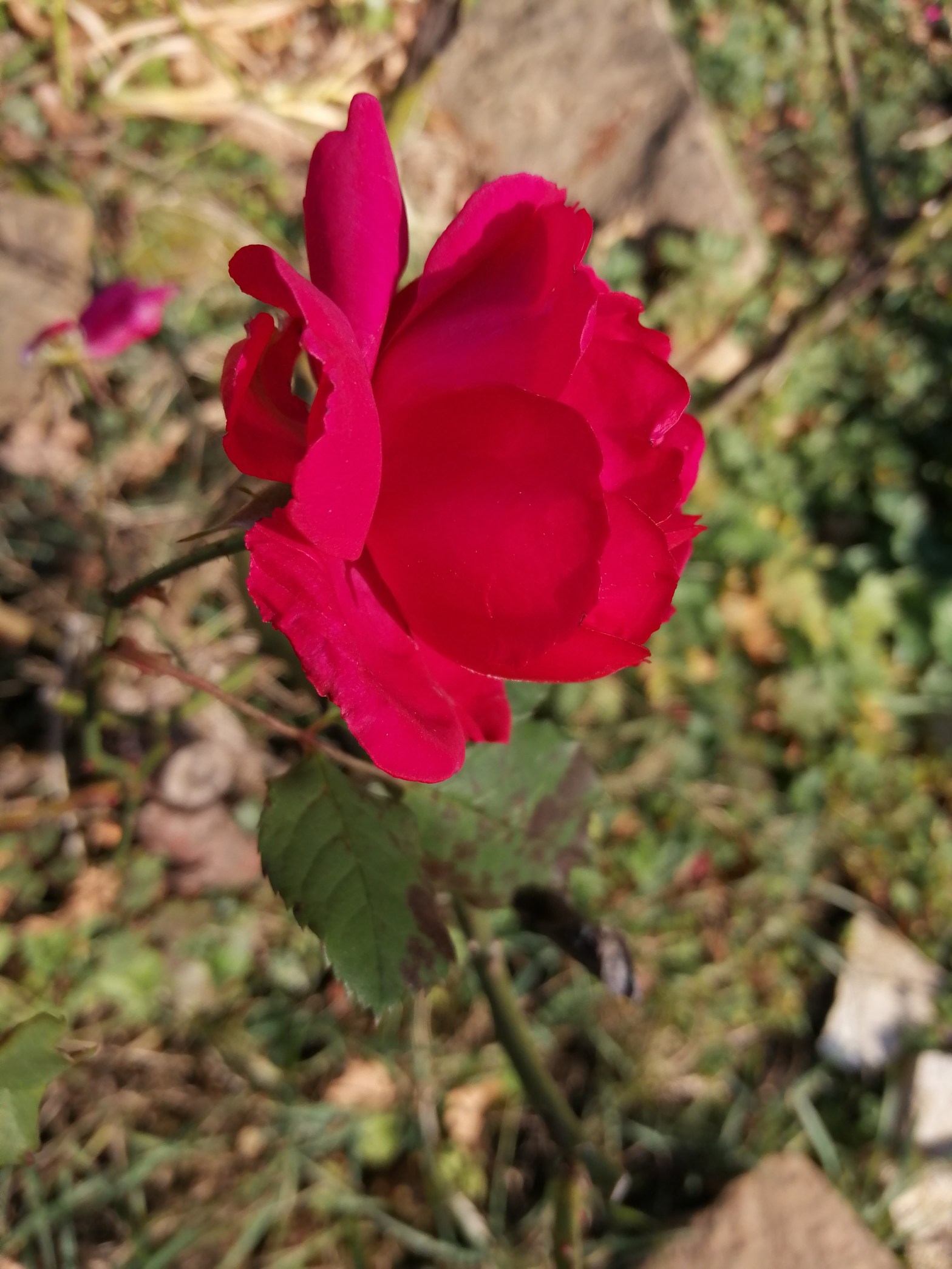La rose du nouvel&nbsp;an