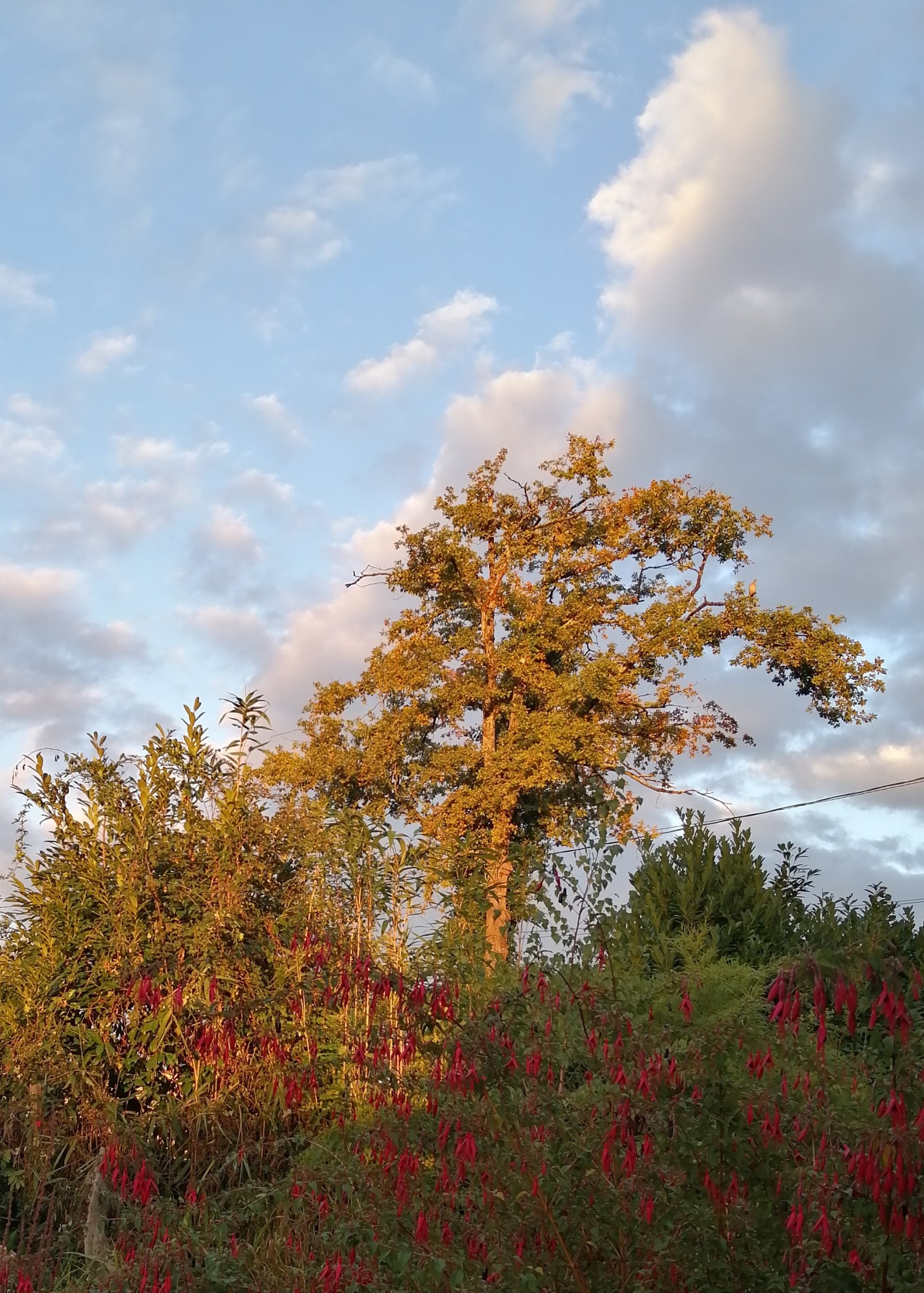 Chant d&rsquo;automne